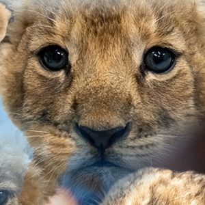 Meet your Posher, Robert j.